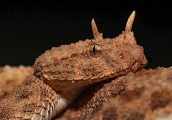 Cerastes cerastes (3)