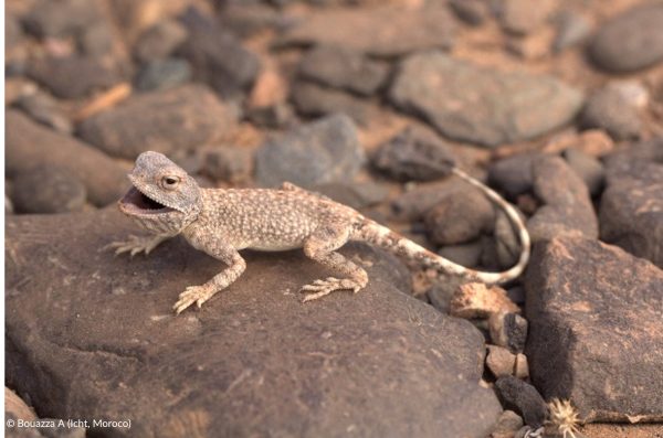 Trapelus