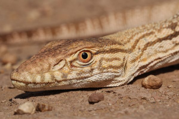 Varanus