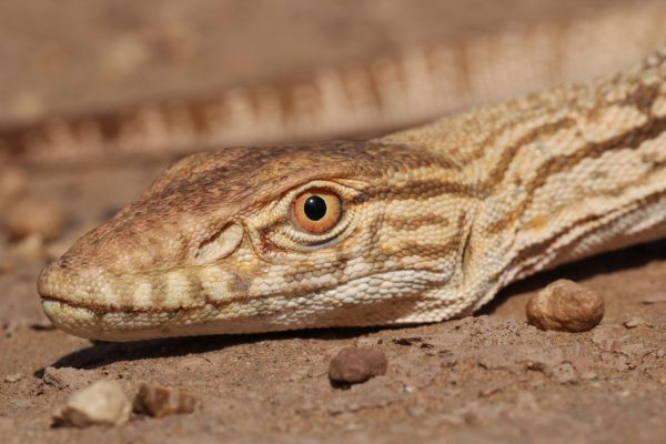 Varanus-1536x1024