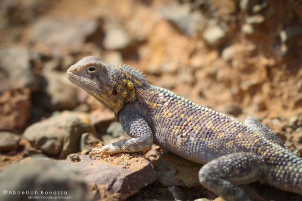 Agama-bibronii-(3)