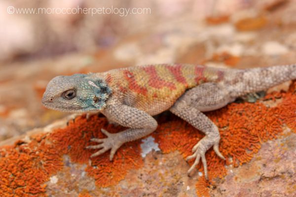 Agama-bibronii