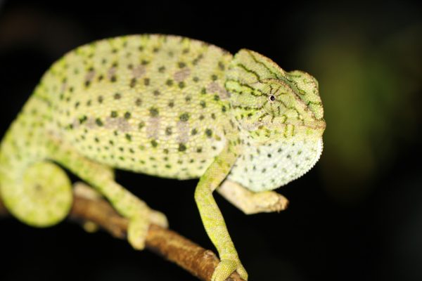 Chamaeleo-chamaeleon-(2)