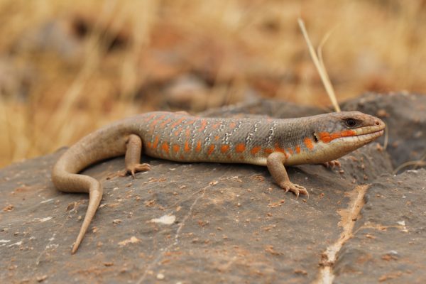 Eumeces_algeriensis