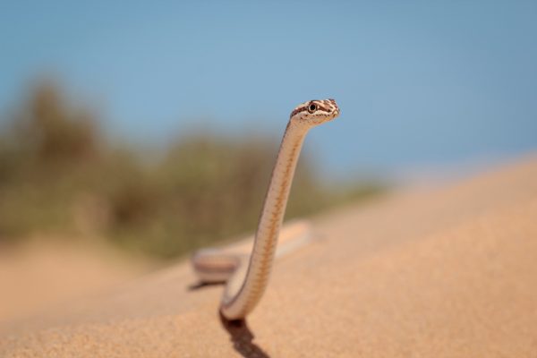 Psammophis-schokari-2