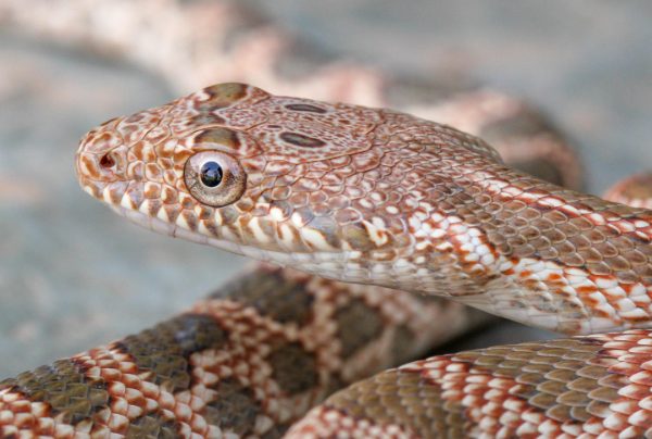 Spalerosophis-dolichospilus