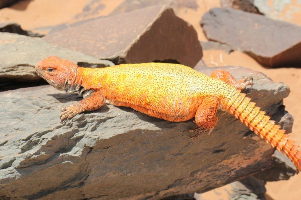 Uromastyx